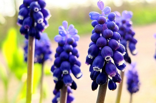 Grape-hyacinth_01[1]