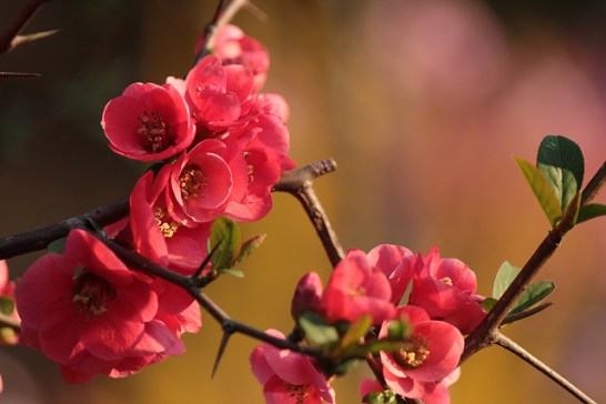 Japanese-quince_01[1]