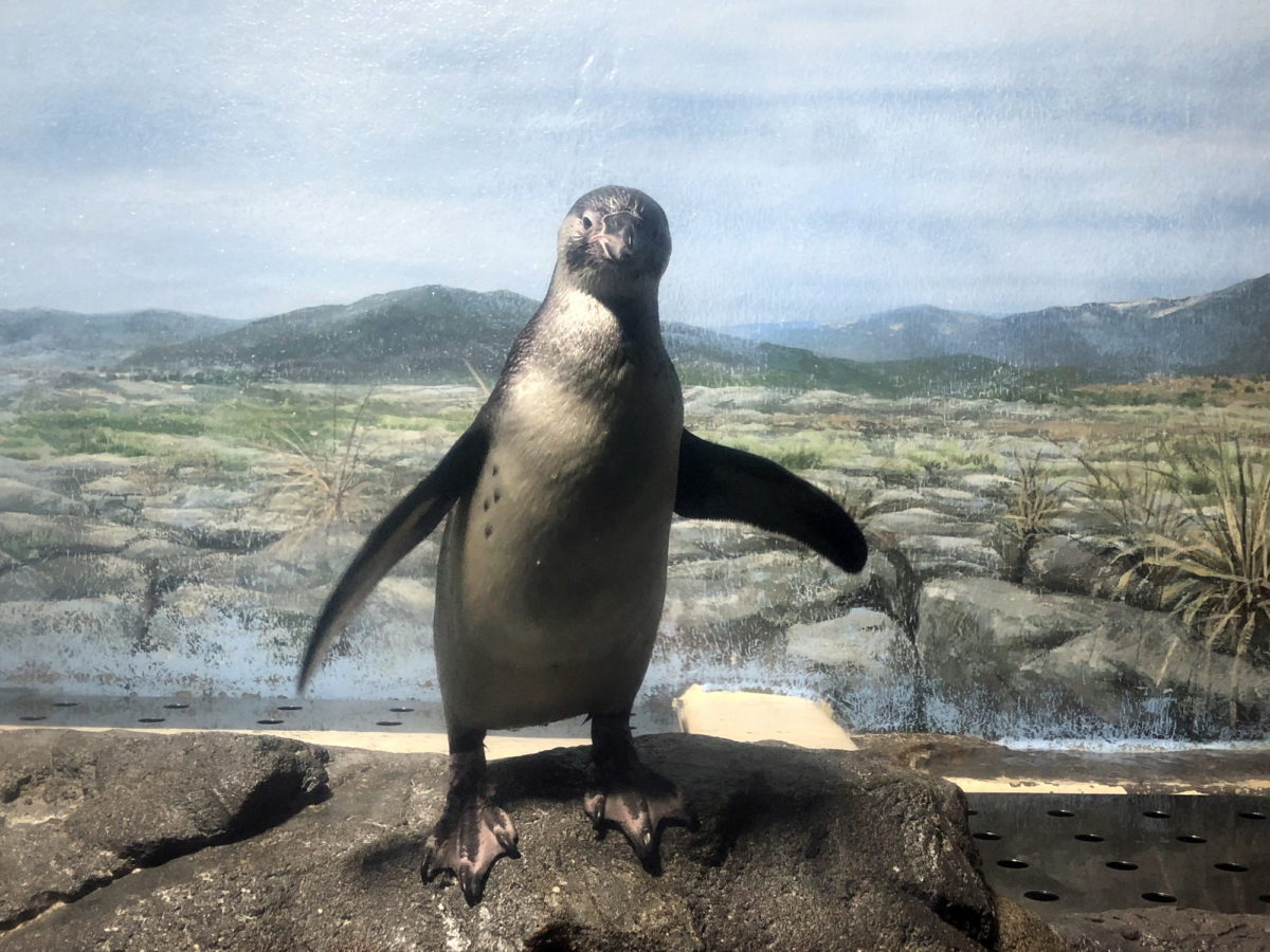 2019年5月に誕生したフンボルトペンギン愛称募集！ 新江ノ島