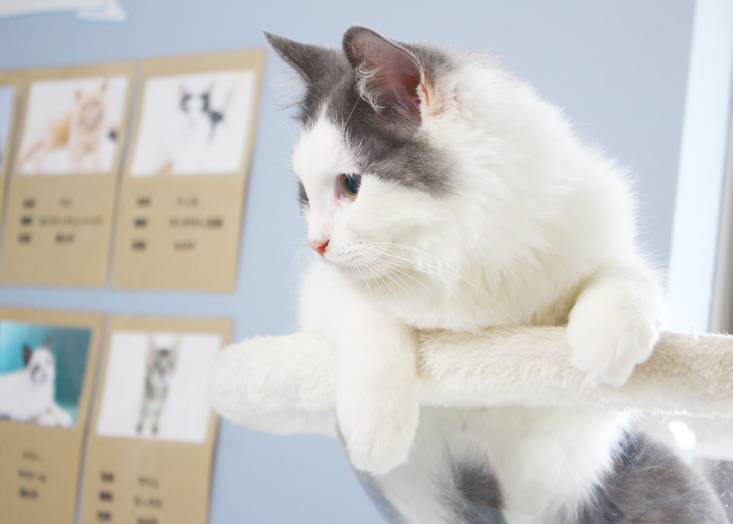 個室型猫カフェ にゃんご - とことこ湘南