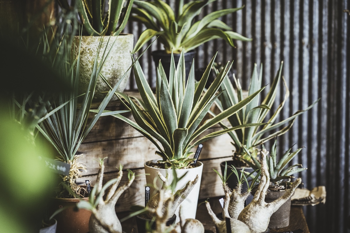 【藤沢・葛原】BOTANICAL MARKET